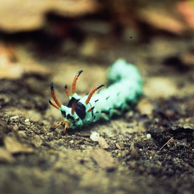 The Woods, in Summer and Early Fall